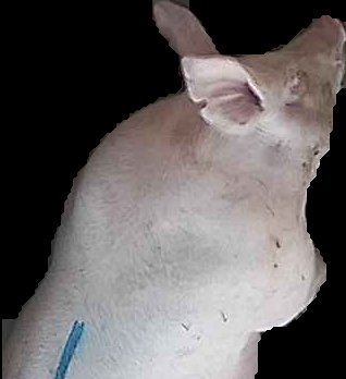 Crop