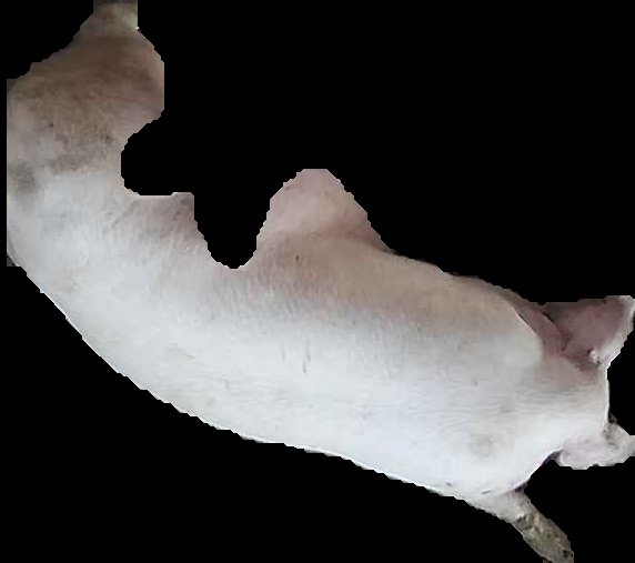 Crop