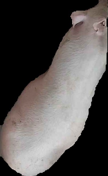 Crop
