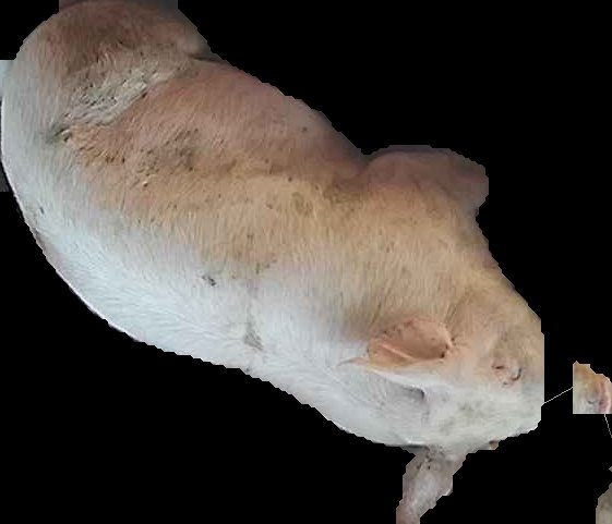 Crop