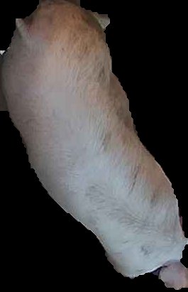 Crop