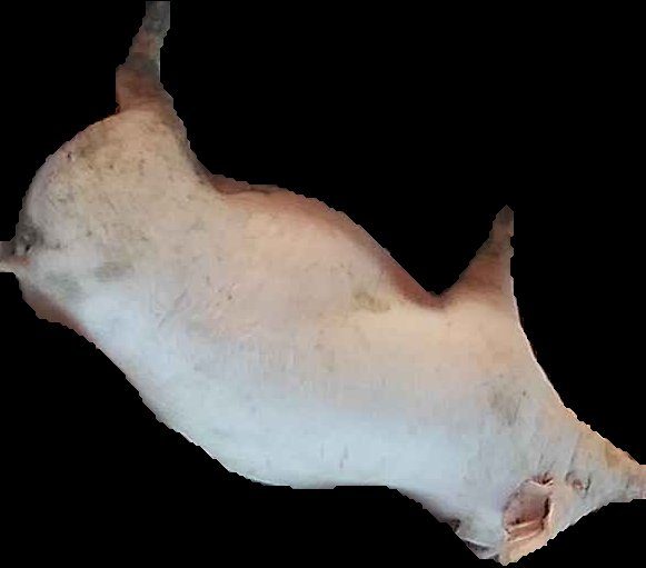 Crop