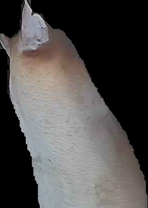 Crop