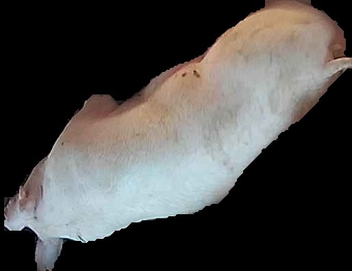 Crop
