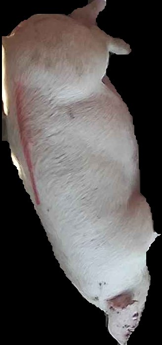 Crop