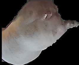 Crop