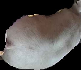 Crop