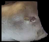 Crop