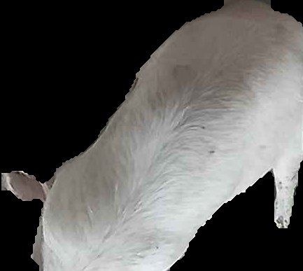 Crop