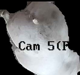 Crop