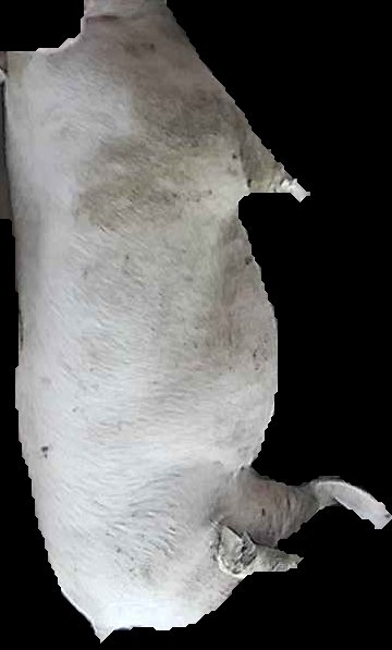 Crop