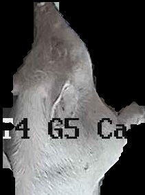 Crop