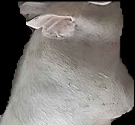 Crop