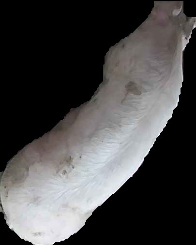 Crop