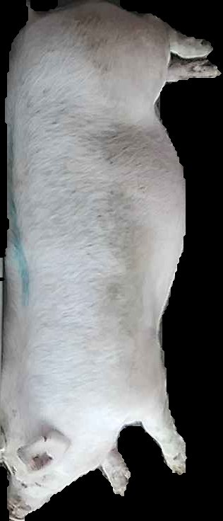 Crop