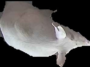 Crop