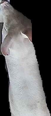 Crop