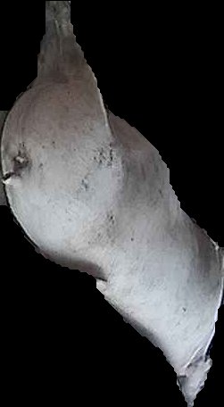 Crop