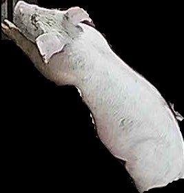 Crop