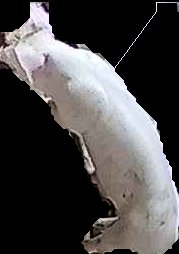 Crop