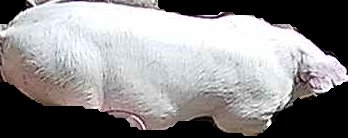 Crop