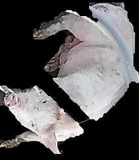 Crop