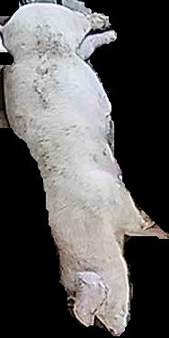 Crop