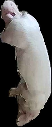 Crop