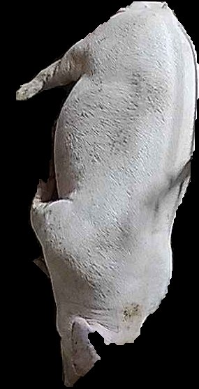 Crop