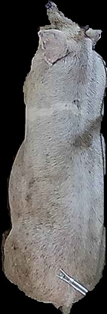 Crop