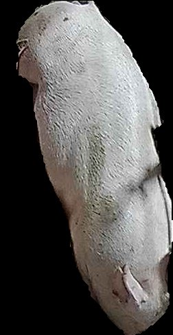 Crop
