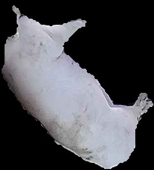 Crop