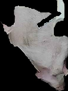 Crop