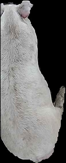 Crop