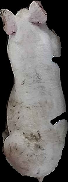 Crop