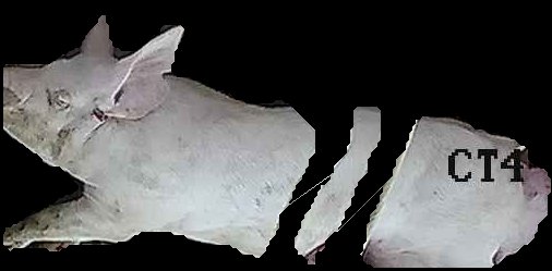 Crop