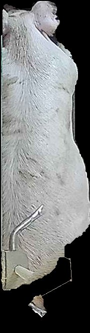 Crop