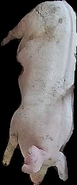 Crop