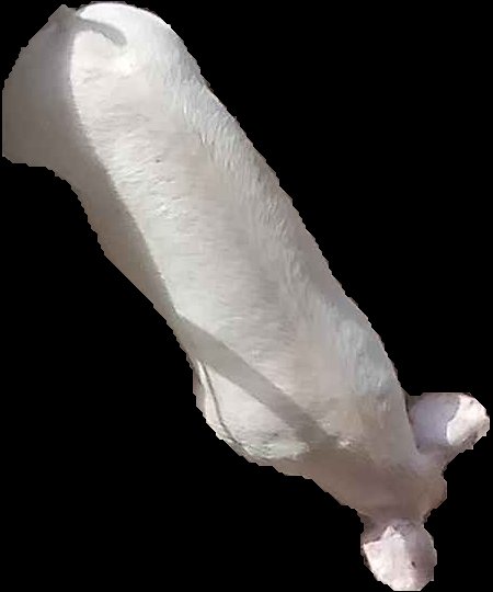 Crop