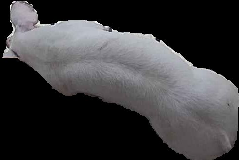 Crop