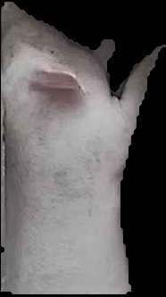 Crop