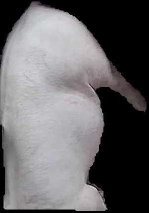 Crop
