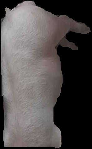 Crop