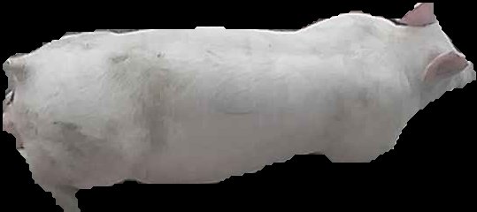 Crop