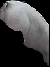 Crop