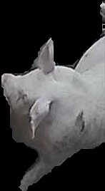 Crop