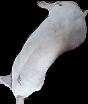 Crop