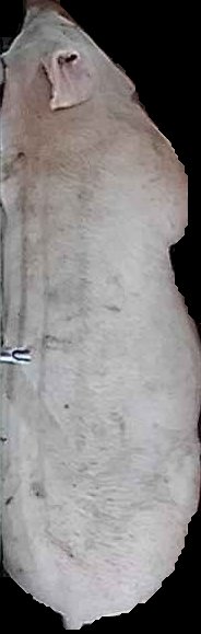 Crop