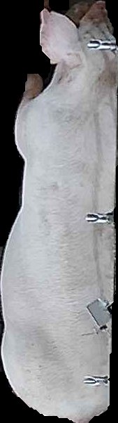 Crop