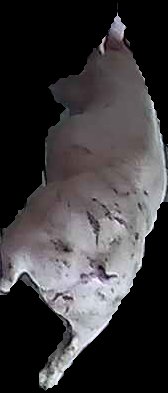 Crop
